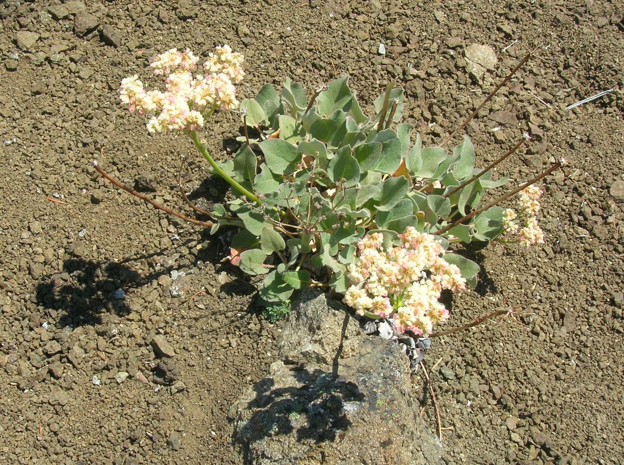 Image of arrowleaf buckwheat