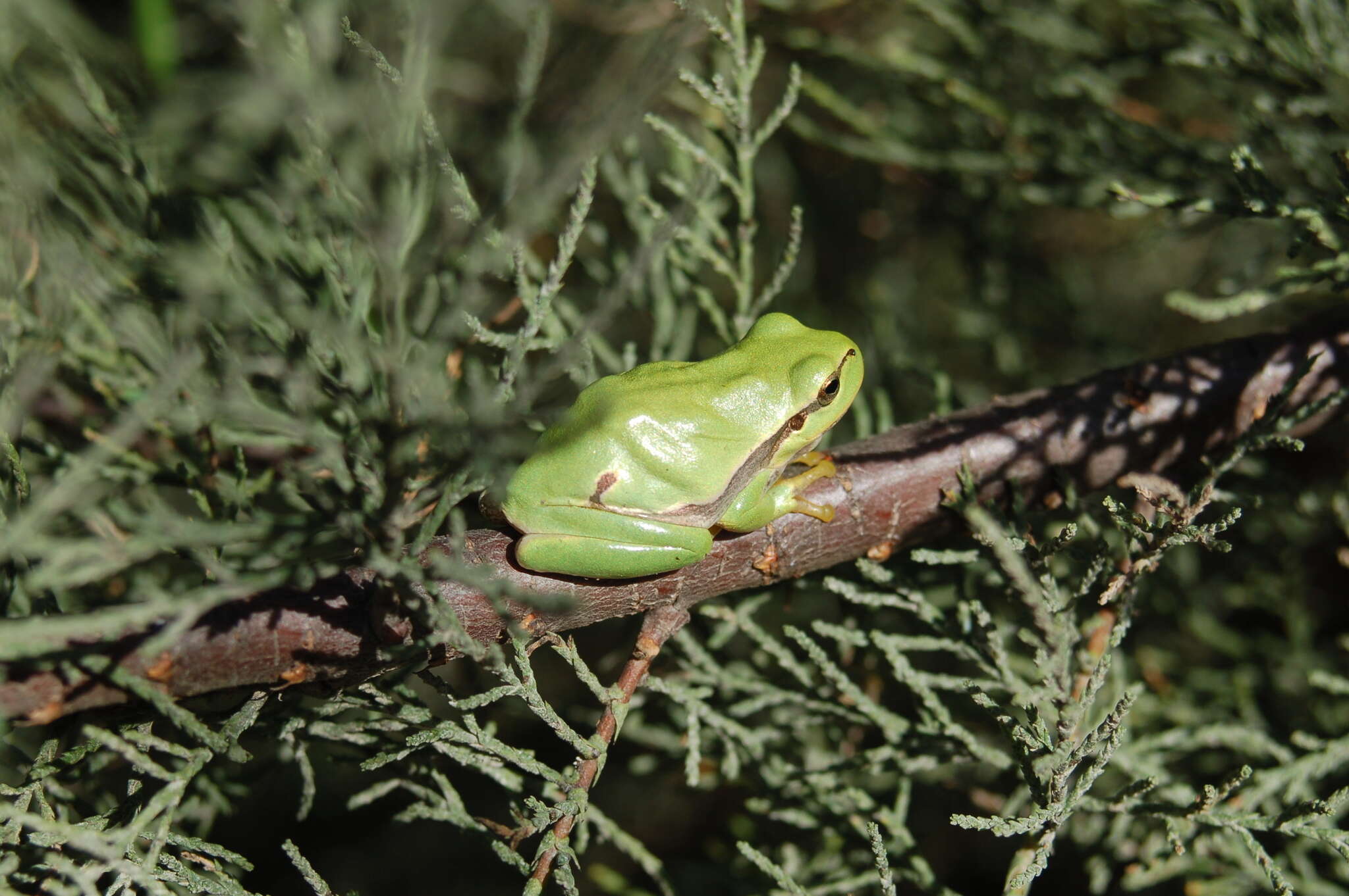 Image of European Treefrog