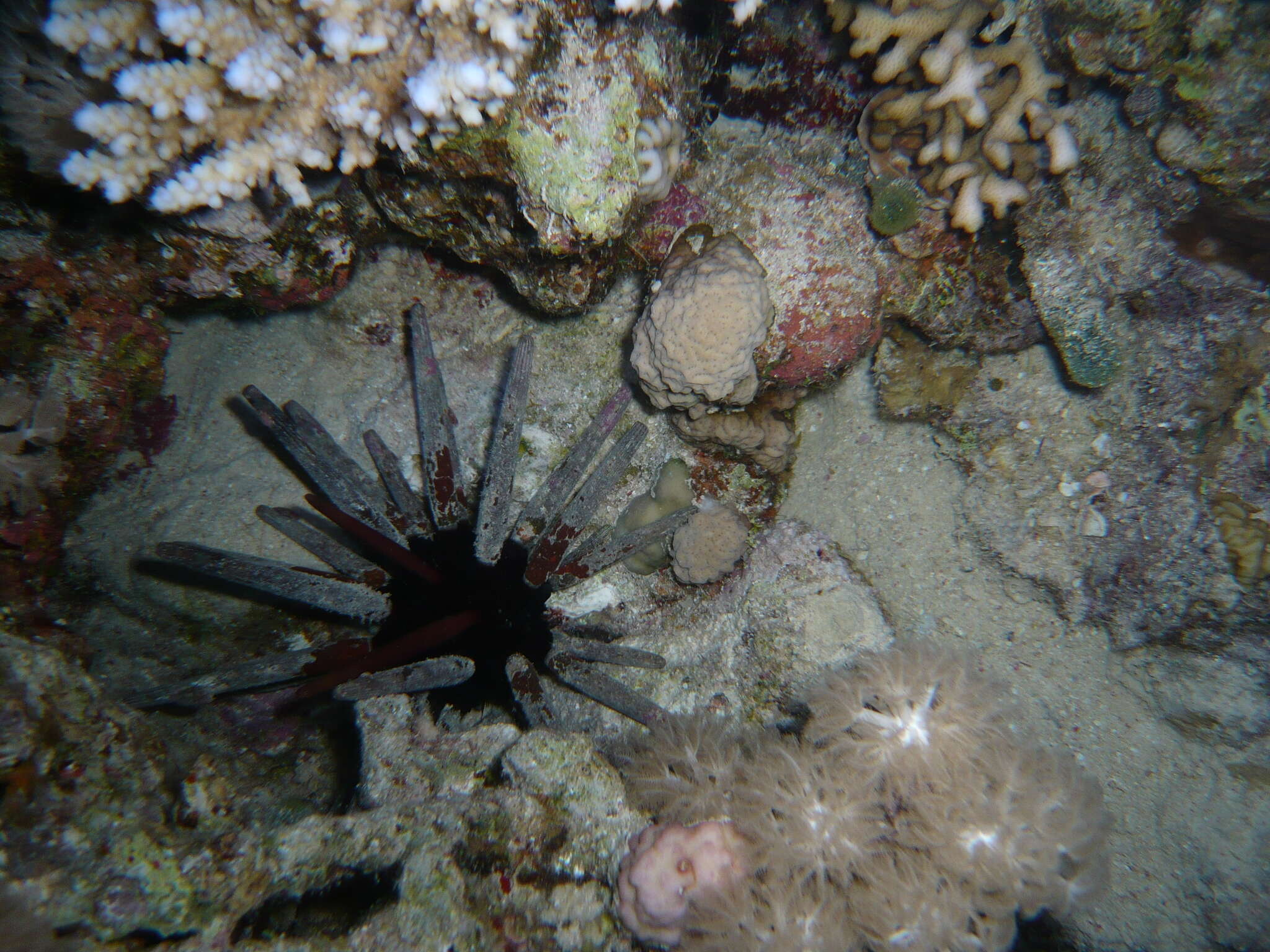 Image of Imperial urchin