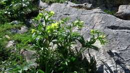 Image of Helleborus viridis subsp. occidentalis (Reuter) Schifner