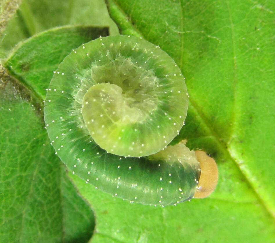 Image of Curled rose sawfly