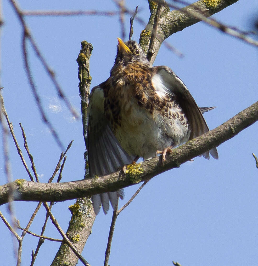 Image of Fieldfare