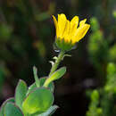 Image of Osteospermum rotundifolium (DC.) T. Norl.