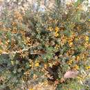 Image of Pultenaea largiflorens Benth.