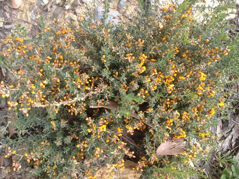 صورة Pultenaea largiflorens Benth.