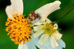 Image of Choreutis sexfasciella Sauber 1902