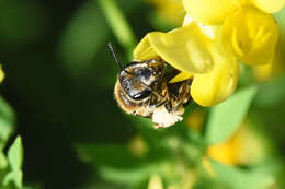 Image of Andrenine bee