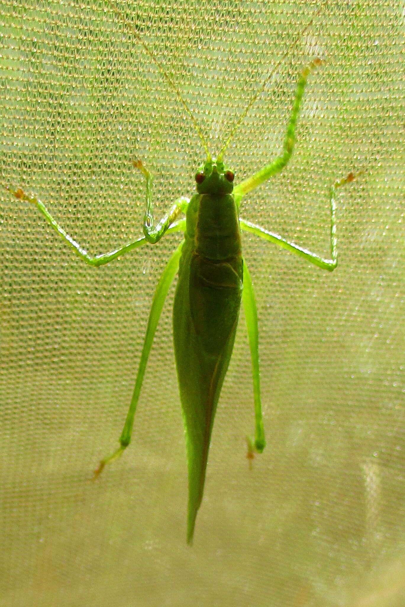 Scudderia pistillata Brunner von Wattenwyl 1878 resmi