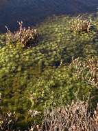 Image of Torrey's sphagnum