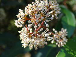 Image of Ixora brachiata Roxb.