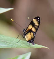 Image of Callithomia lenea Cramer 1782