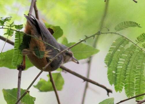 Sylvietta rufescens pallida Alexander 1899的圖片