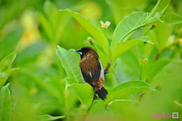 Image of White-rumped Munia