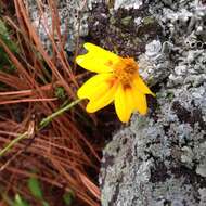 Tagetes linifolia Seaton resmi