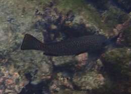 Image of Grouper