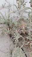 Image of sickle saltbush