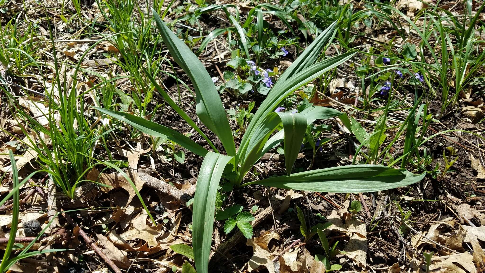 Sivun Allium tricoccum var. burdickii Hanes kuva