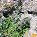 Image of Carduus cephalanthus Viv.