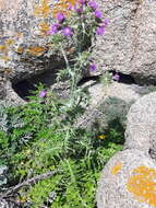 Image of Carduus cephalanthus Viv.