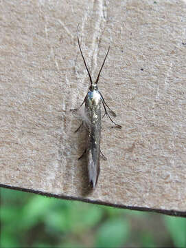 Image of Coleophora trifolii Curtis 1833