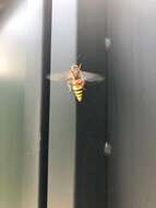 Image of Western Cicada Killer