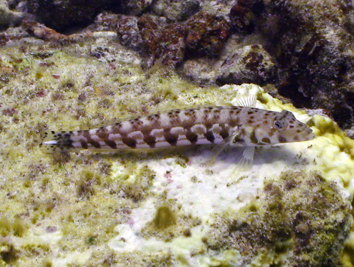 Image of Parapercis millepunctata