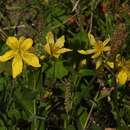 Image of Hypericum richeri subsp. richeri