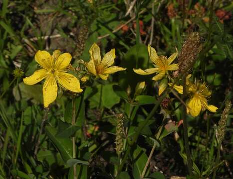 Imagem de Hypericum richeri subsp. richeri