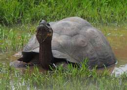 Image of Abingdon Island Giant Tortoise