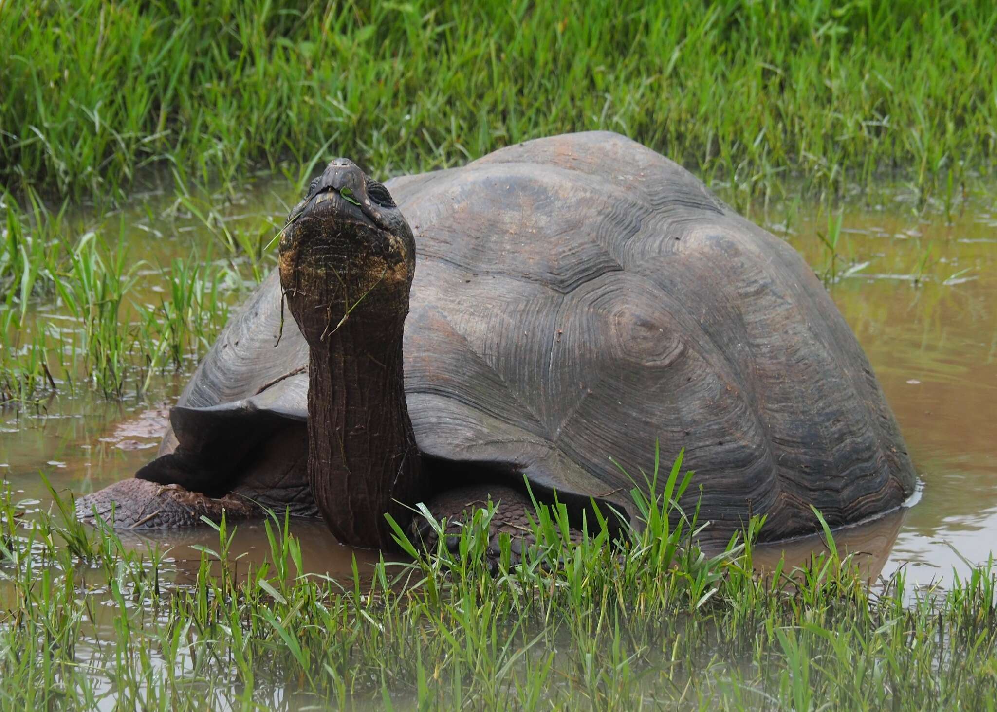 Image of Abingdon Island Giant Tortoise