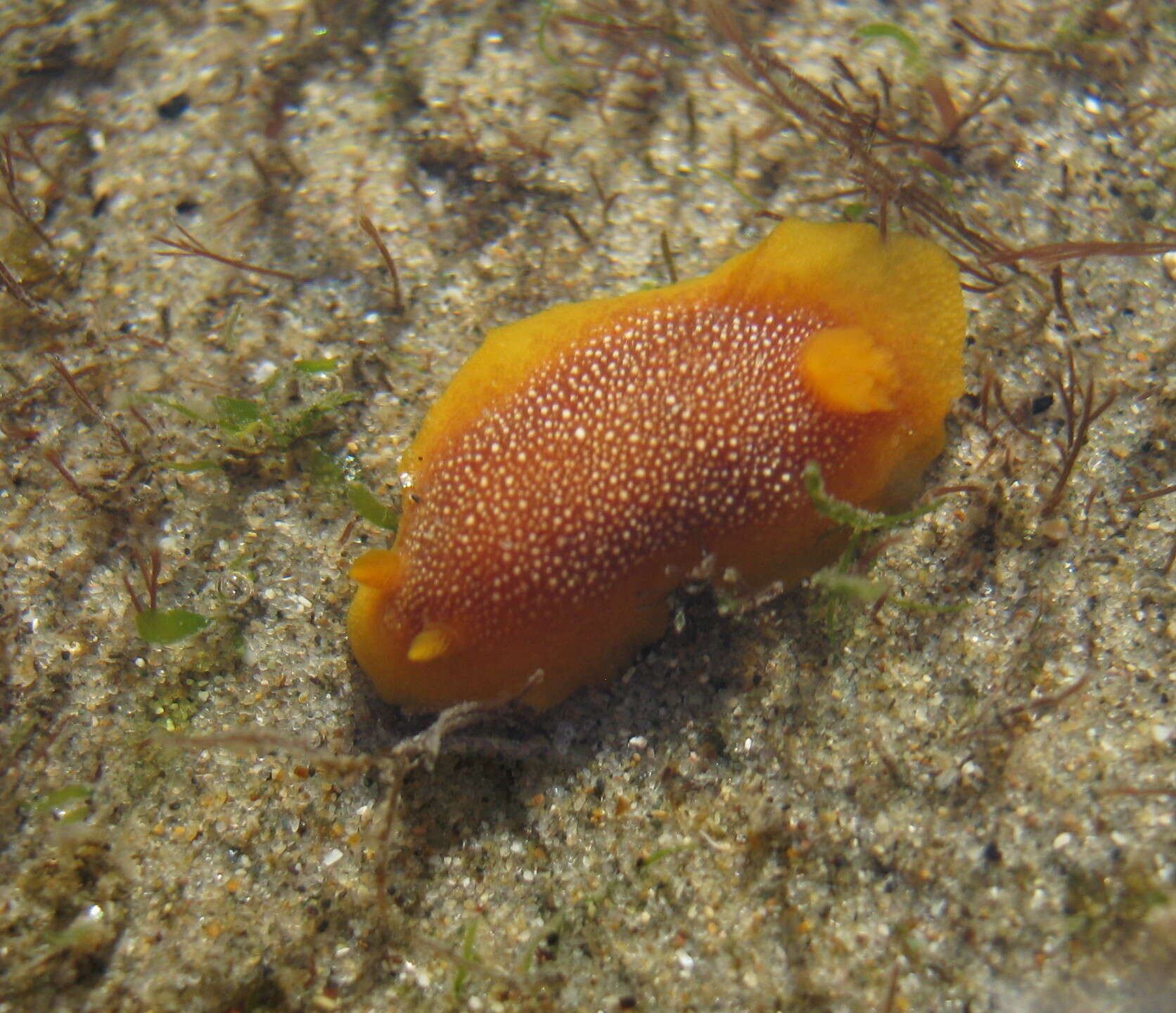 Image of Doriopsilla gemela Gosliner, Schaefer & Millen 1999