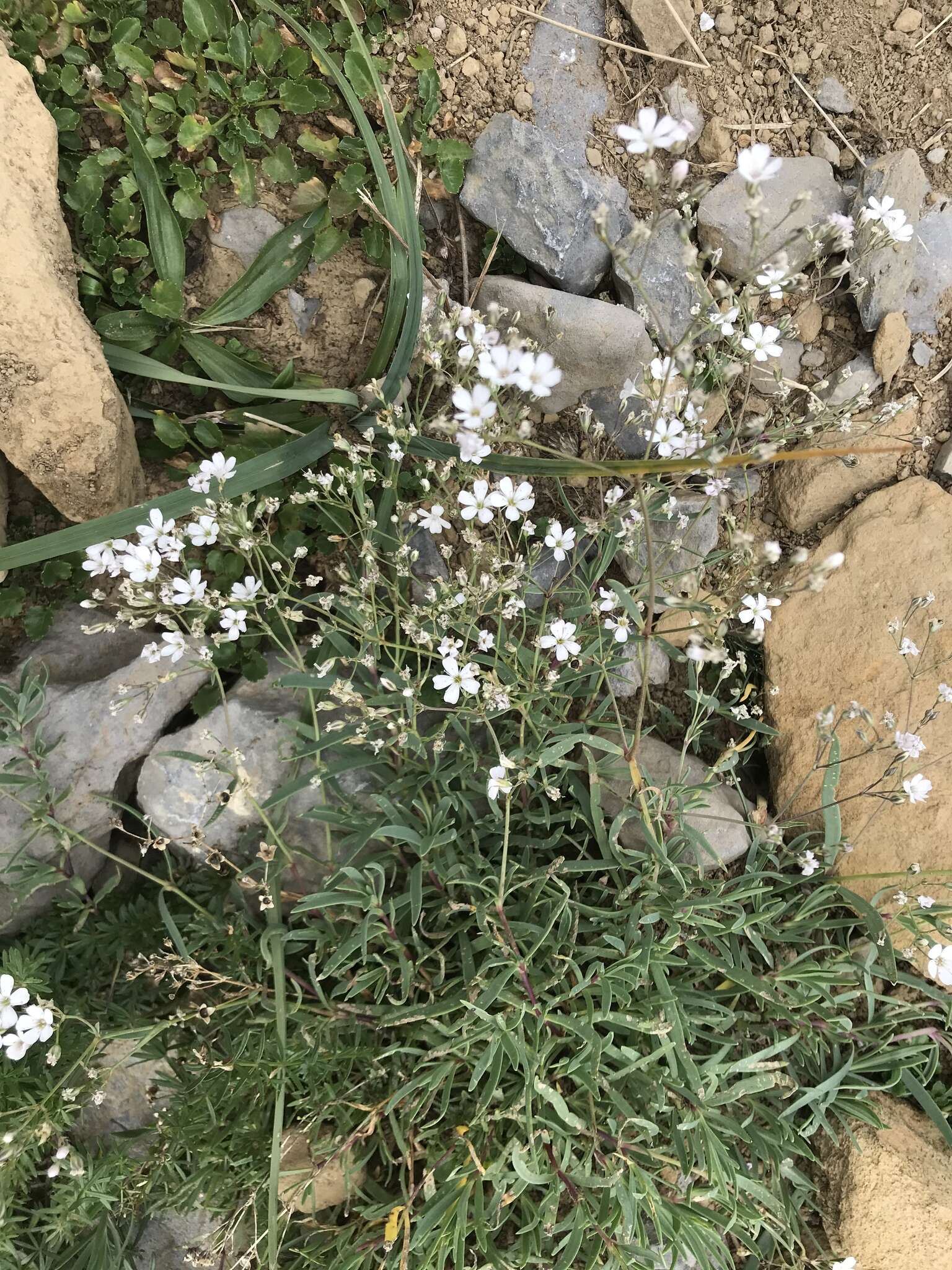 Слика од Gypsophila repens L.