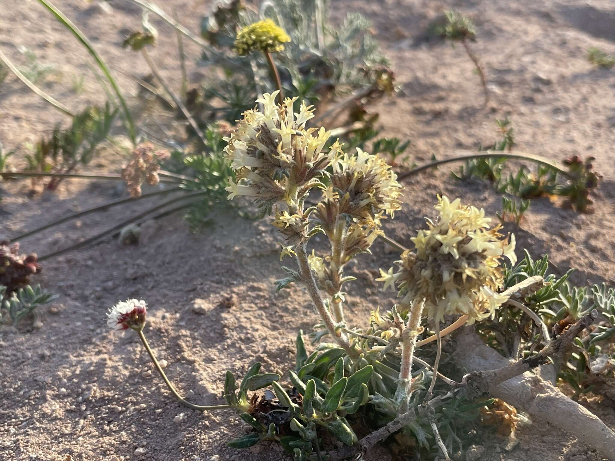 Sivun Ipomopsis spicata subsp. tridactyla (Rydb.) D. Wilken & R. L. Hartman kuva