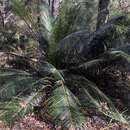 Image of Macrozamia douglasii W. Hill ex F. M. Bailey