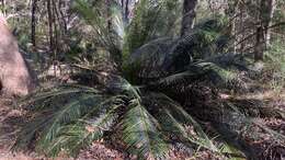 Image of Macrozamia douglasii W. Hill ex F. M. Bailey