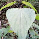 Image of Salvia concolor Lamb. ex Benth.