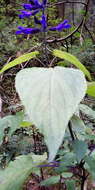 Image de Salvia concolor Lamb. ex Benth.