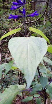 Image de Salvia concolor Lamb. ex Benth.