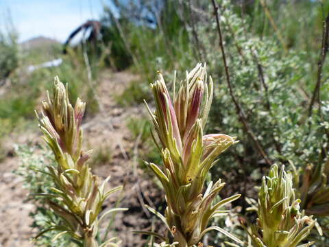 Слика од Castilleja pallescens (Nutt. ex A. Gray) Greenm.