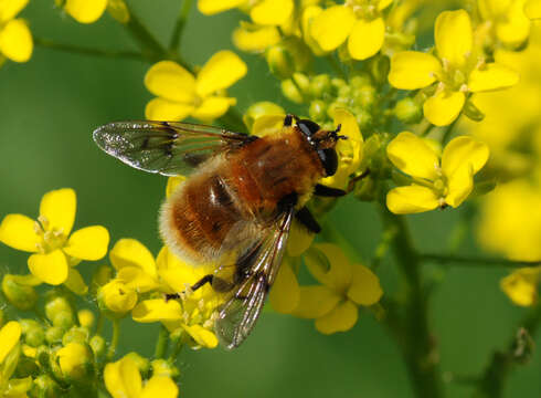 Imagem de Mallota megilliformis (Fallen 1817)