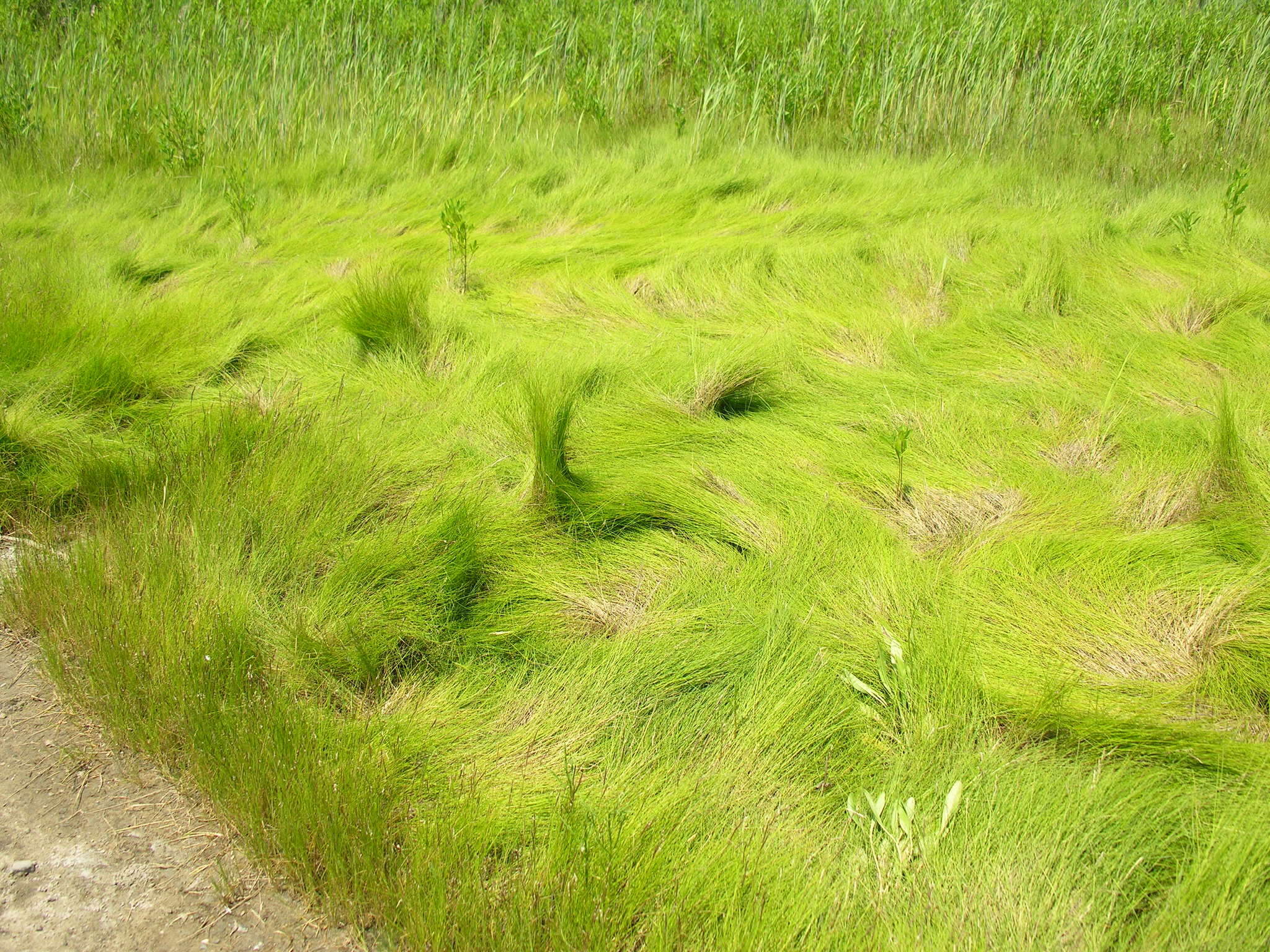 Image of saltmeadow cordgrass