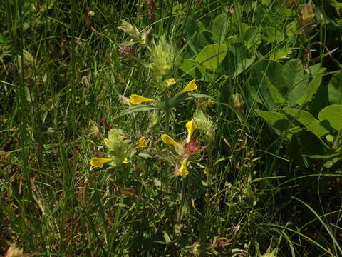 Image de Melampyrum carstiense (Ronn.) Fritsch