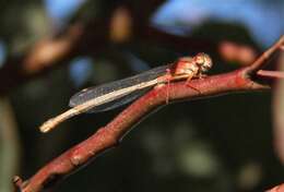 Image of Xanthagrion Selys 1876