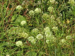 Image of Allium flavescens Besser