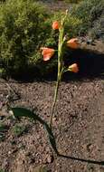 Imagem de Moraea marlothii (L. Bolus) Goldblatt