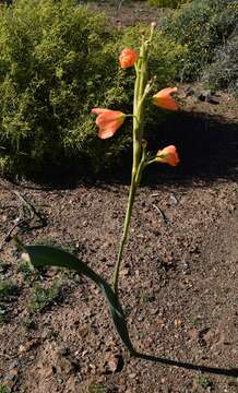 Image of Moraea marlothii (L. Bolus) Goldblatt