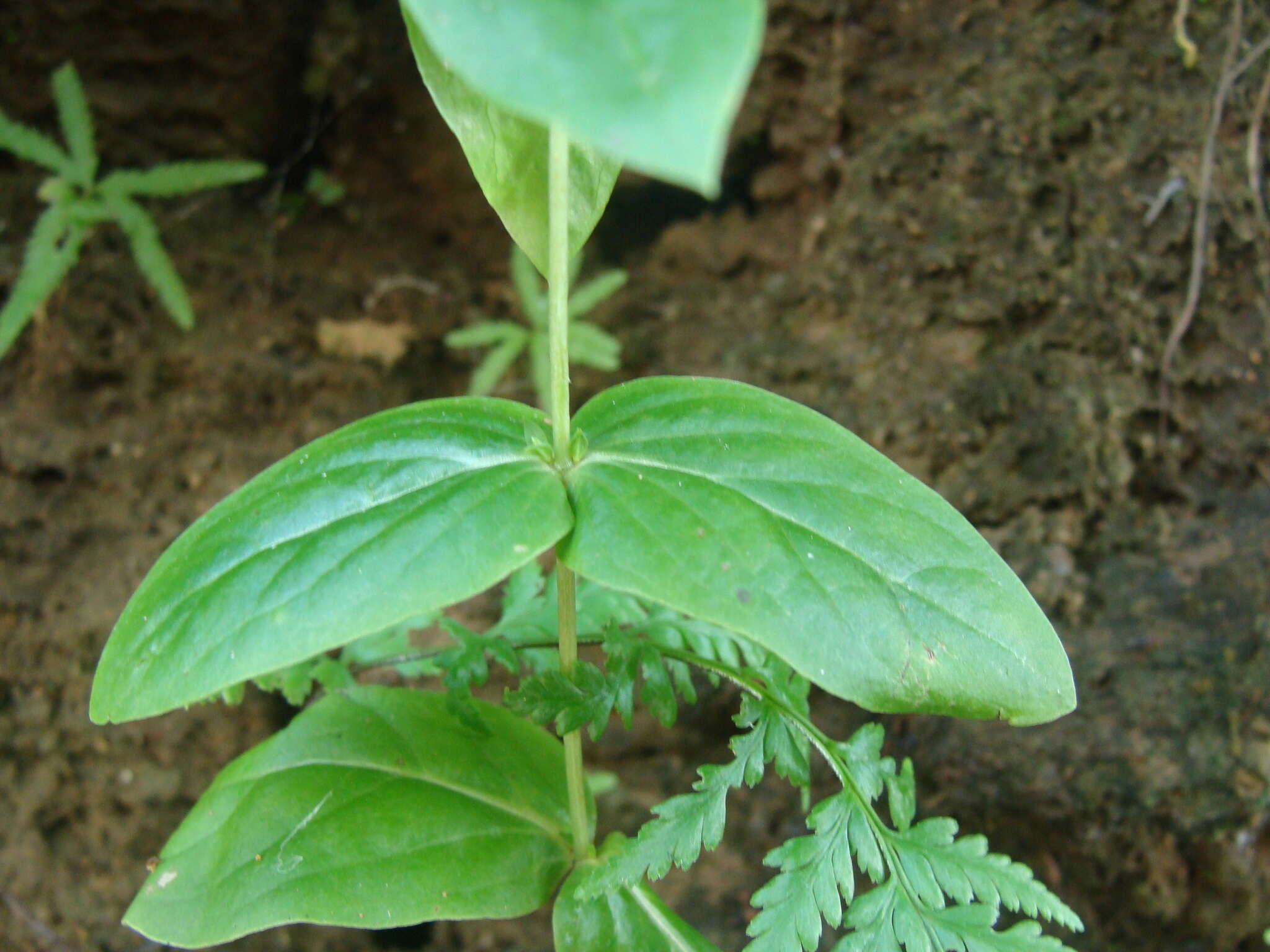 Image of Schultesia lisianthoides (Griseb.) Benth. & Hook. fil. ex Hemsl.