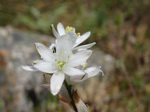 Image of Ornithogalum concinnum Salisb.