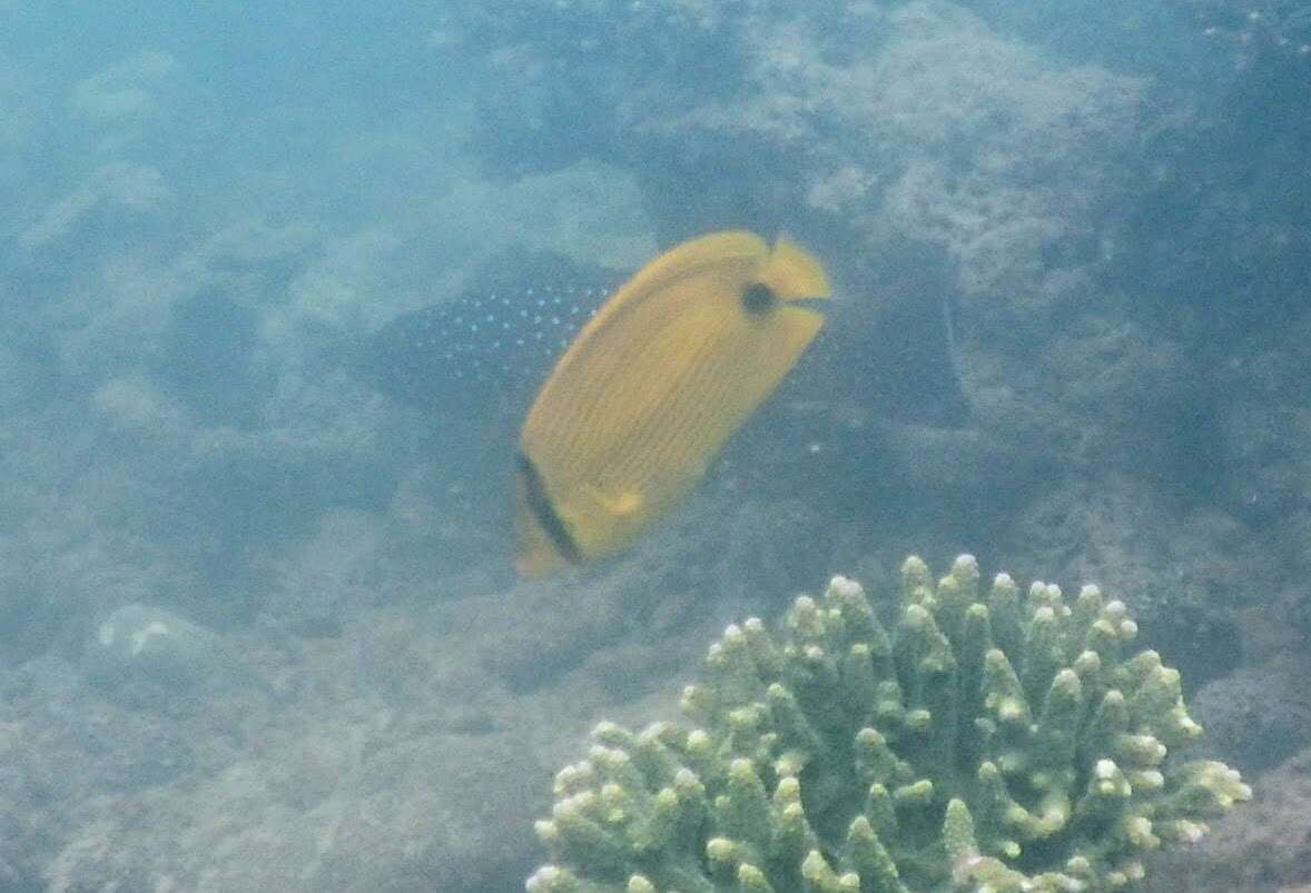 Image of Yellow Butterflyfish