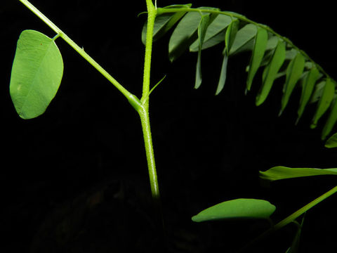 Image of <i>Uribea tamarindoides</i> Dugand & Romero